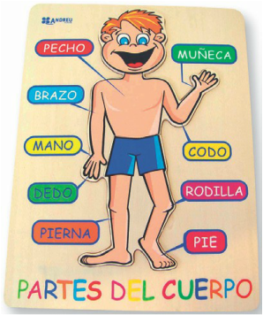 Cuerpo - Elementary Spanish